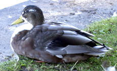 Duck (image)